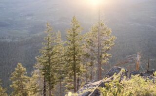 Pine trees in a mountain scene, Oregon.